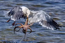 Bạch tuộc kịch chiến chim mòng biển tìm đường sống 