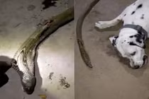 Rơi nước mắt chó đốm "quyết tử" với rắn hổ mang cứu chủ