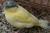 Loài chim độc lạ, có mái tóc bát úp cực ngố gây thương nhớ