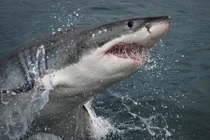 Cá mập trắng khoe sức mạnh nguyên thủy khiến con người khiếp sợ