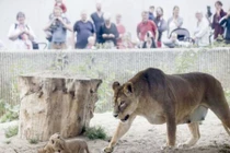 Đây chính là sự thật ghê rợn trong vườn thú địa ngục