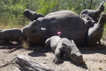 Tê giác khóc nấc bên xác mẹ bị bọn săn trộm giết chết 