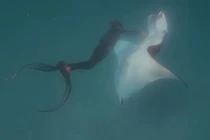 Kinh ngạc cá đuối khổng lồ tìm thợ lặn xin giúp đỡ