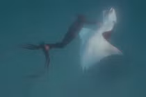 Kinh ngạc cá đuối khổng lồ tìm thợ lặn xin giúp đỡ