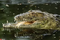 Phát hiện "choáng" sau chiếc mõm dị của cá sấu khổng lồ