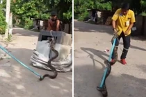 Trăn khổng lồ rên xiết trong máy giặt gây kinh hãi 