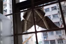 Bướm khổng lồ đậu trên cửa kính dọa người khiếp vía