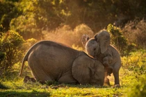 Anh em voi khổng lồ đùa nhau dưới nắng đẹp như tranh vẽ 