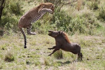 Báo đốm thất thủ trước lợn rừng nổi điên 