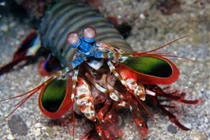 Bắt tôm lạ, mang về nuôi ai ngờ gặp họa "chết người" này