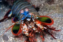 Bắt tôm lạ, mang về nuôi ai ngờ gặp họa "chết người" này