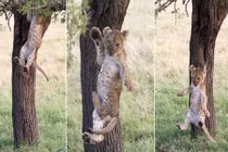 Ảnh động vật: Sư tử nhỏ "muối mặt" vì điều đáng yêu