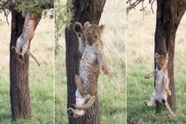 Ảnh động vật: Sư tử nhỏ "muối mặt" vì điều đáng yêu