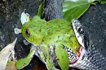 Rợn người màn cắn nuốt ếch xanh của rắn độc