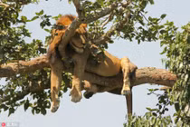 Trời thu mát, động vật khoe dáng ngủ lười cực yêu 