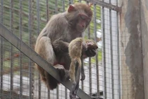 Con chết, khỉ mẹ đau đớn làm điều "sốc" xem nghẹn lòng