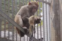 Con chết, khỉ mẹ đau đớn làm điều "sốc" xem nghẹn lòng