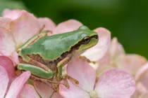 Ảnh hoàng tử ếch bên hoa đẹp ngây ngất lòng người 