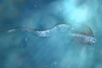 Tưởng bắt được "rồng trắng biển sâu", ngư dân vừa sợ vừa mừng