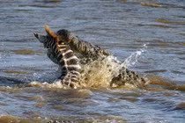 Cả gan lội qua sông đầy cá sấu, ngựa vằn chết thảm