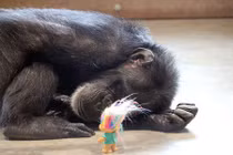 Đau lòng tinh tinh cái trong phòng thí nghiệm mất con 