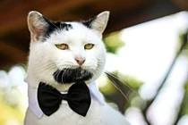 Mèo có bộ râu dê bảnh nhất thế giới 