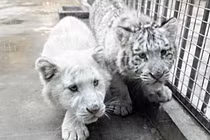 Xôn xao hổ trắng cực hiếm xuất hiện ở Trung Quốc