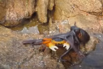 Kỳ thú cảnh tượng bạch tuộc săn bắt cua trên cạn