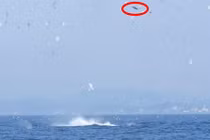 Hãi hùng xem cá voi sát thủ tung hứng sư tử biển 