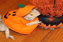 Những loài vật háo hức mong đợi Halloween hơn cả con người