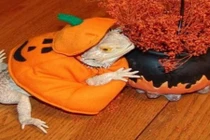 Những loài vật háo hức mong đợi Halloween hơn cả con người