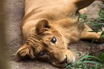 Cuộc sống tù túng, thảm thương của "chúa sơn lâm" bị mù