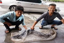 Chuyện lạ hôm nay: Bắt được cá "thành tinh", làm điều bất ngờ 