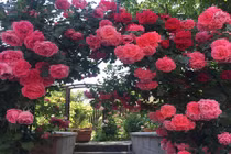 Vườn 250m2 rộn ràng hương sắc hoa hồng của mẹ Việt ở Séc