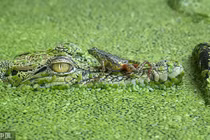 Ếch to gan nhảy thẳng đầu cá sấu khổng lồ trêu ngươi 