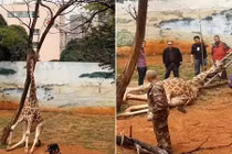 Hươu cao cổ đáng thương chết oan ức chỉ vì điều này