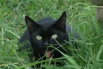 Mèo mun cứu đại gia đình chủ nhân thoát khỏi biển lửa 