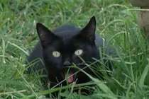 Mèo mun cứu đại gia đình chủ nhân thoát khỏi biển lửa 