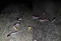 Lạ kỳ gia đình ếch lũ lượt "cưỡng yêu" trăn khổng lồ?