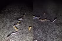 Lạ kỳ gia đình ếch lũ lượt "cưỡng yêu" trăn khổng lồ?