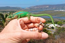 Ngăn "chồng" ăn thịt con, tắc kè mẹ nghĩ ra cách đẻ khó tin