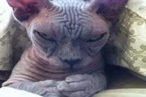 Những gương mặt mèo ác mộng ai xem cũng giật mình