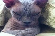 Những gương mặt mèo ác mộng ai xem cũng giật mình