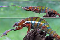 Đang thưởng hoa, chuồn chuồn chết thảm dưới lưỡi tắc kè