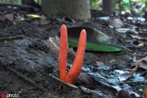 Hãi hùng nấm cực độc, chạm qua cũng có thể teo não