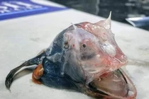 Bắt được "thủy quái" xấu xí đáng sợ, lại trong suốt khó tin