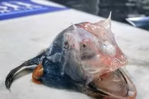 Bắt được "thủy quái" xấu xí đáng sợ, lại trong suốt khó tin