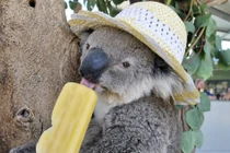 Những màn đối phó thời tiết đỉnh cao của động vật 