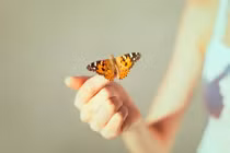 Bướm vàng "nằm lì" trên tay trai trẻ và điều bất ngờ 