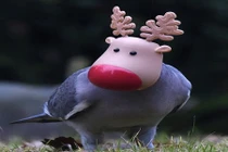 Chim bồ câu đầu tuần lộc và sự thật gây cười 